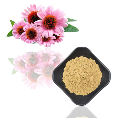 Extrato erval de Purpurea do Echinacea dos Polyphenols 4% do extrato da raiz de Purpurea do Echinacea