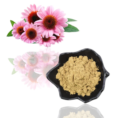Extrato ácido de Purpurea do Echinacea de Cichoric 1% 4% do pó do extrato da planta dos Polyphenols 4%