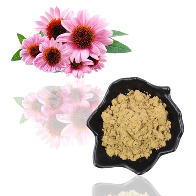 Extrato de Echinacea Purpurea Puro Natural Orgânico 4% Polifenol em Pó