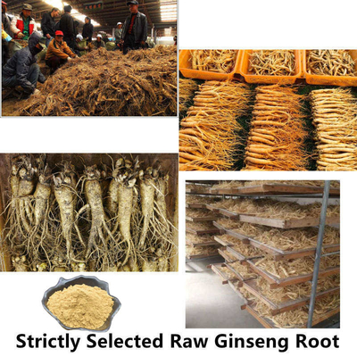 80 Mesh Ginseng Root Extract Powder 1%-80% extratos naturais da planta